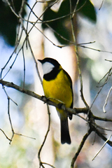 Pachycephala fuliginosa