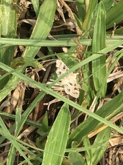 Sameodes cancellalis