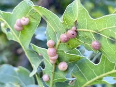 Xanthoteras eburneum