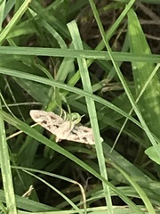 Sameodes cancellalis