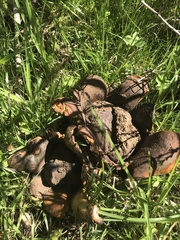 Scleroderma texense