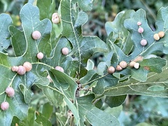 Xanthoteras eburneum