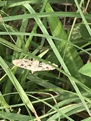 Sameodes cancellalis