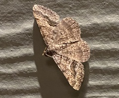 Frederickia s-signata