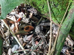 Tliltocatl epicureanus