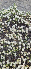 Pimelea prostrata