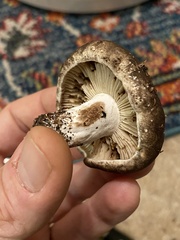 Russula adusta