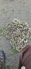 Pimelea prostrata