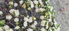 Pimelea prostrata