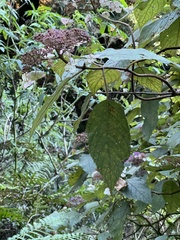 Hydrangea aspera