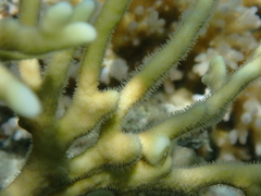 Millepora tenera