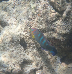 Halichoeres melanurus