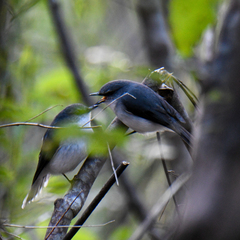 Eopsaltria georgiana