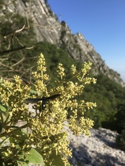 Macrocneme chrysitis