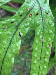 Thylacosceles radians