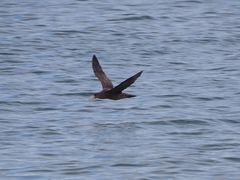 Macronectes giganteus