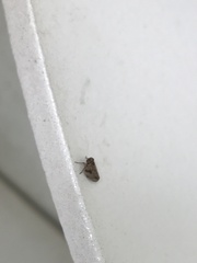 Lepyronia coleoptrata