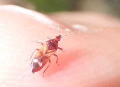 Anthocoris