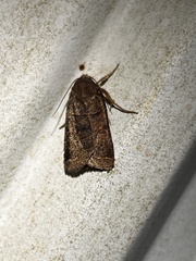 Orthodes majuscula