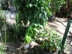 Dioscorea elephantipes