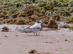 Sterna hirundinacea