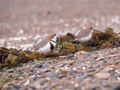 Charadrius falklandicus
