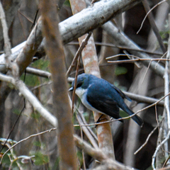 Eopsaltria georgiana