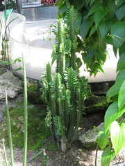 Euphorbia trigona