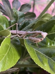Stagmomantis