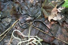 Plethodon electromorphus