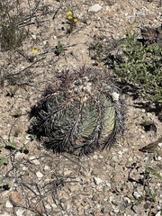 Echinocactus horizonthalonius