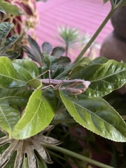 Stagmomantis