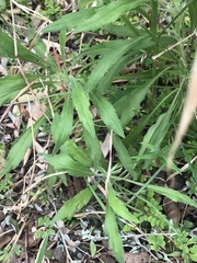 Erigeron canadensis