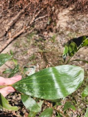 Acacia leiocalyx