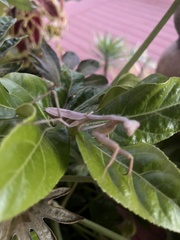 Stagmomantis