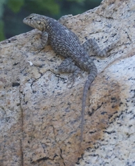 Sceloporus hunsakeri