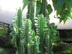 Euphorbia trigona