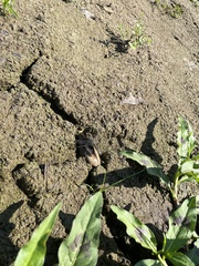 Utterbackia imbecillis