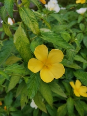 Turnera ulmifolia