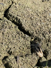 Utterbackia imbecillis