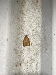 Sparganothis distincta