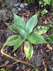 Agave ovatifolia
