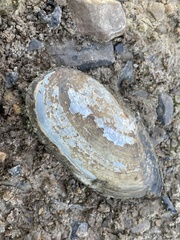 Utterbackia imbecillis