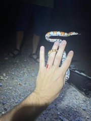 Lampropeltis gentilis