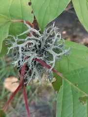 Pseudevernia consocians