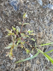 Lindernia anagallidea