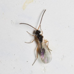 Aclista