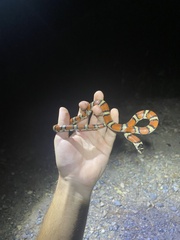 Lampropeltis gentilis