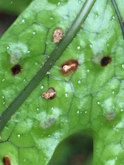 Thylacosceles radians