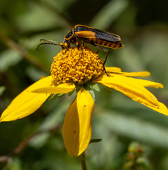 Chauliognathus deceptus